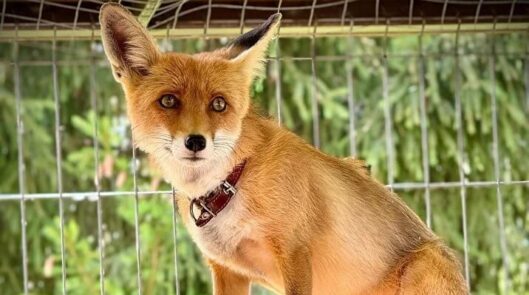 Живой уголок