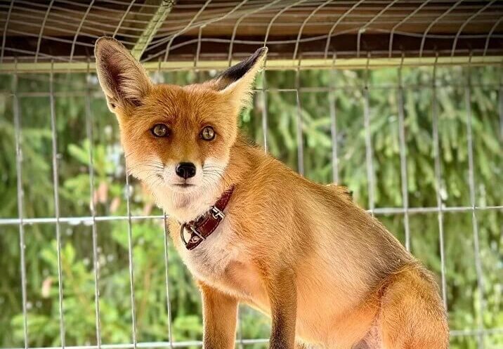 Живой уголок